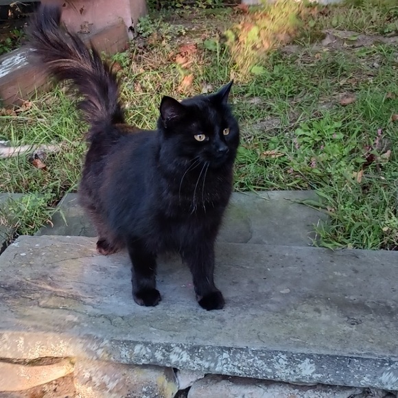 Meet your Posher, Michelle - Picture 1 of 1